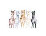 Alpaca Watercolor Art Print - "United Colors of Alpacas"