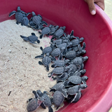 Turtle Tracks Bracelet - Support Conservation in Borneo