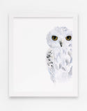 Stealthy Snowy Owl Art Print - Alphabet in the Wild