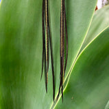 Mini Feather Earrings - Black