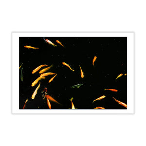 Fine Art Photography Postcard - Koi Fish