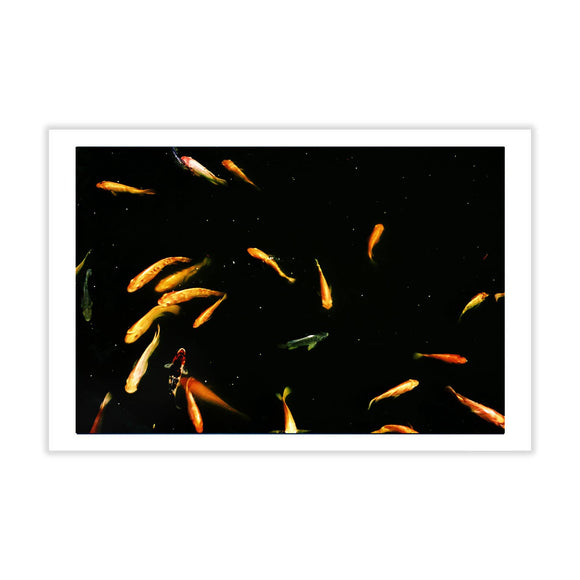 Fine Art Photography Postcard - Koi Fish